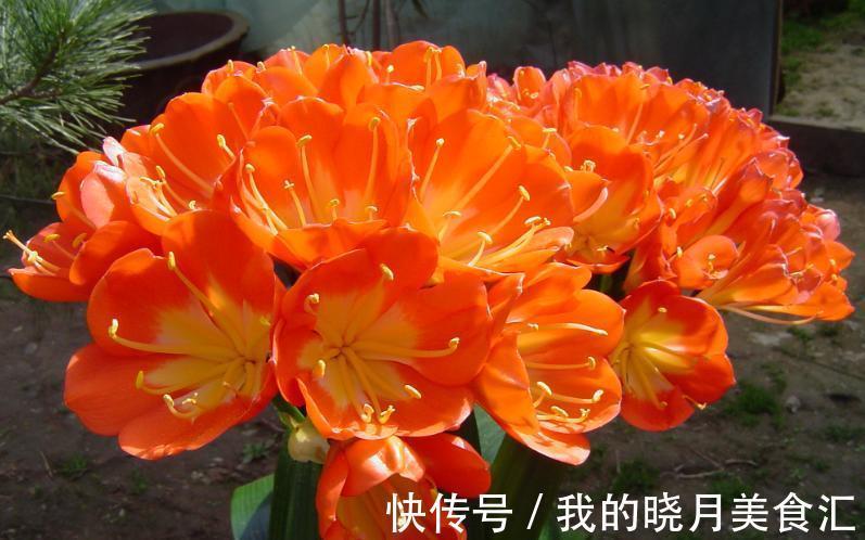 天冷后，需要“穷养”的六种花，水多易烂根，多晒爱生长