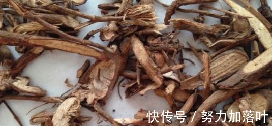 跌打损伤|农村南方一种野草,可以治跌打损伤,每亩收入达2万