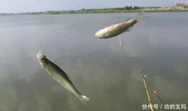 小白条|用这种饵料钓白条鱼，鱼儿疯狂咬钩，不一会就能钓很多