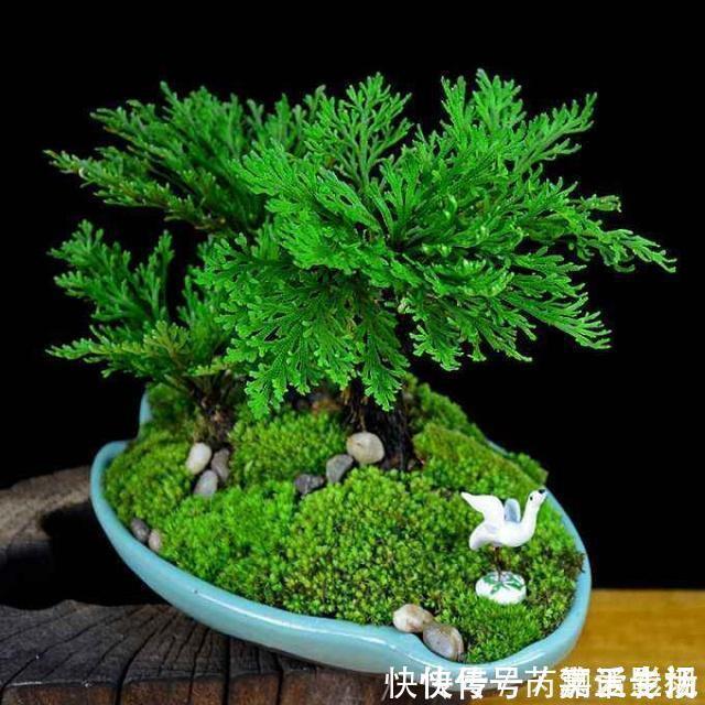 青苔|马路边常见“3种草”,养花盆里变“盆景”,好看又值钱!
