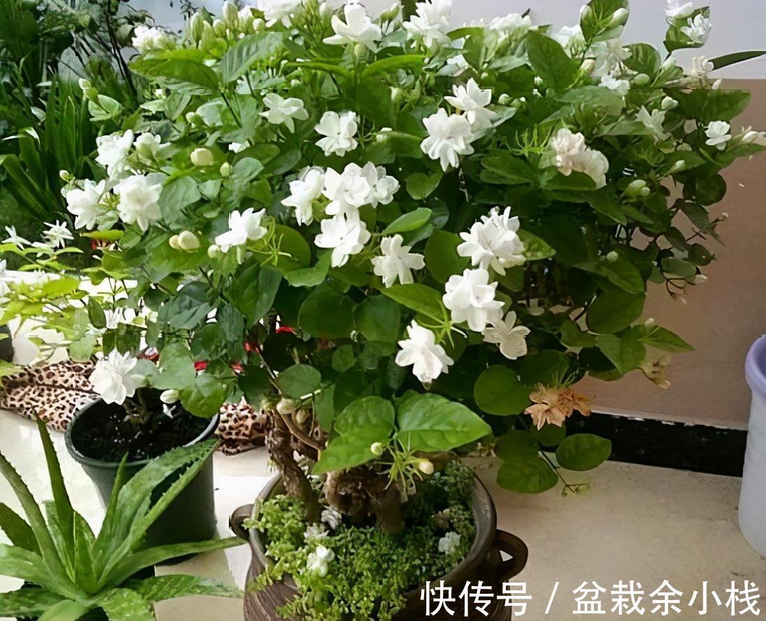 凌霄花|9种漂亮花,热不死晒不怕,开花大半年,没有病虫害,38度成花海