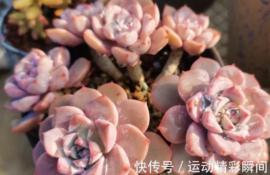 多肉红粉佳人,凭借3个优点让人爱不释手,喜欢多肉别错过