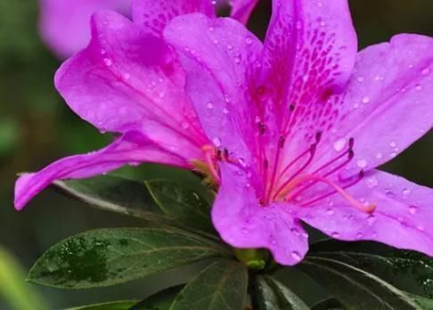 叶子|为什么每年养杜鹃都是开花过后，养到后期就掉叶子死了呢？