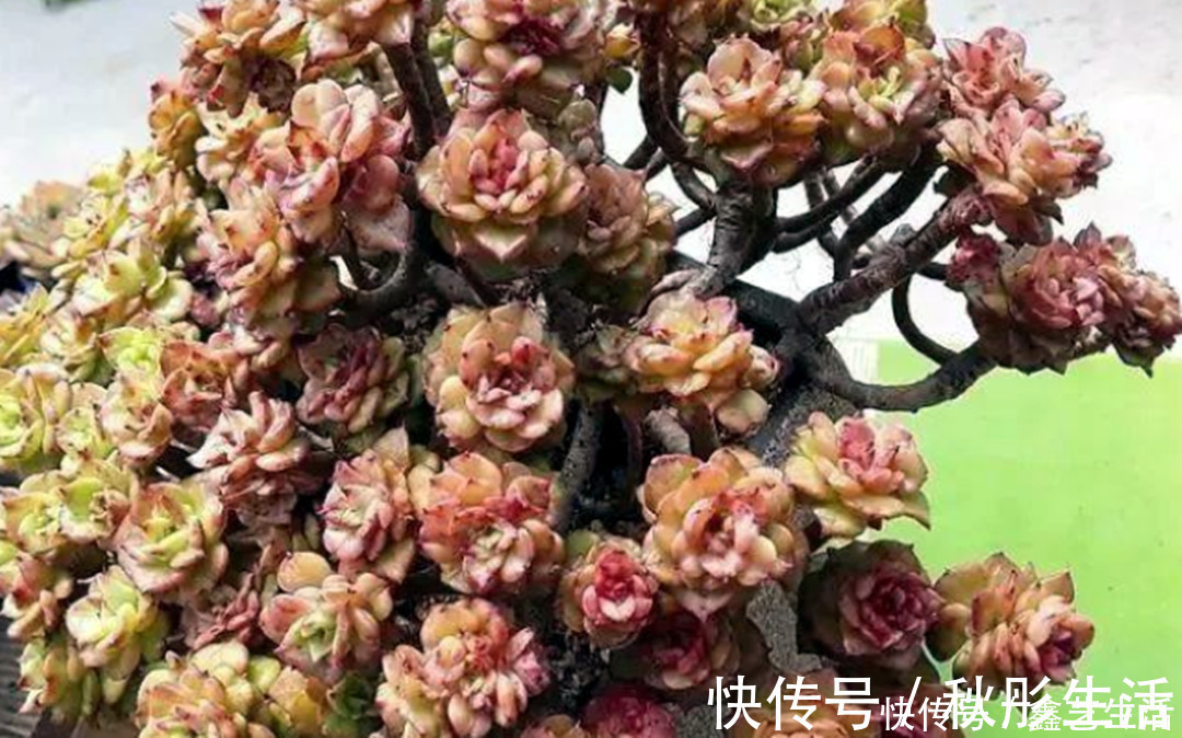 玉缀|最耐晒的8种多肉，夏天照样疯长不停，呼呼窜成小瀑布