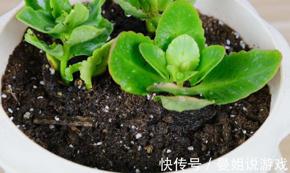 到了11月，养长寿花牢记这5点，盆栽花开一茬接一茬，又多又美