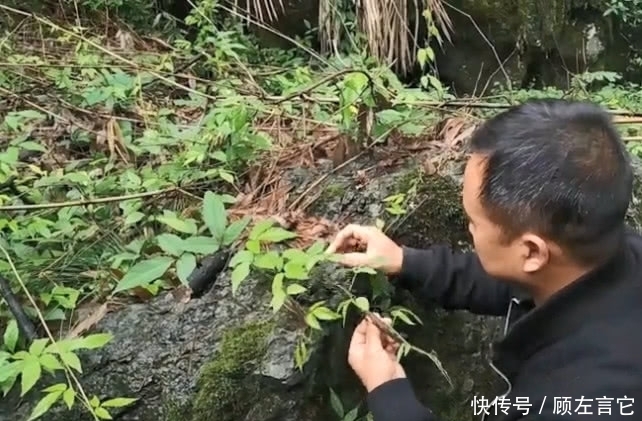 大山中的宝贝就是多，大叔找到的这种不起眼野