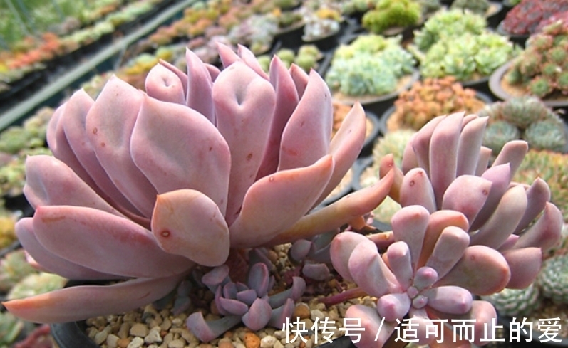 以爱神丘比特为名的多肉,不仅非常好养,养好了叶片还会变成心形