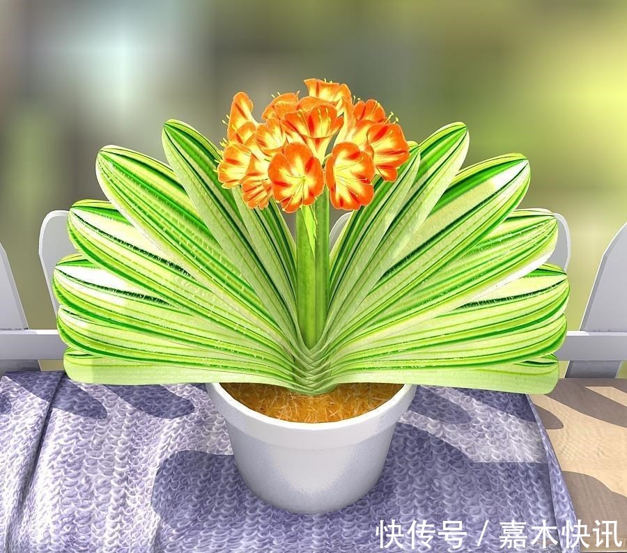 养君子兰加点料，叶片绿油油长得旺，懒人的福音！