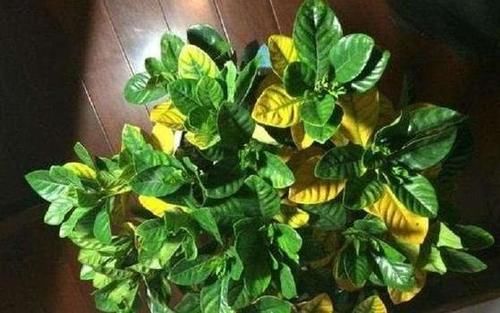 室内养花，浇水遵照“4不”规则，这个冬天并不难熬