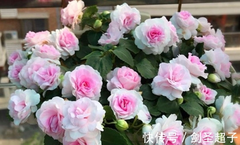 最有仙气的4种花,迷人的花朵,花开就爆盆,漂亮又好养