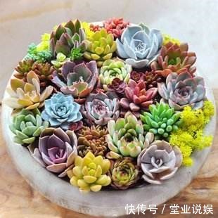 他把多肉上的白霜擦掉,结果一周就养死了,原来里面有这玄机!