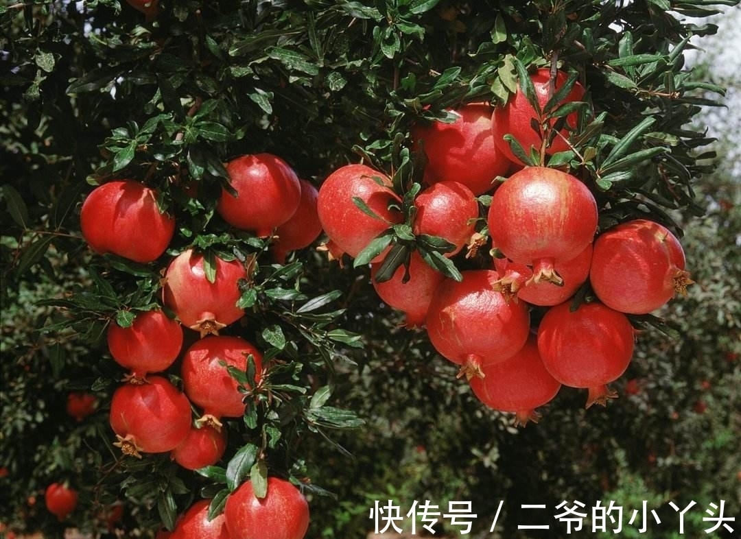 石榴树|家里有院子,就种5种“旺宅树”,观赏收果两不误,吉祥又实用