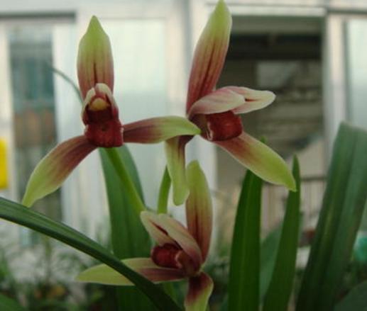 性价比最高的兰花,花色鲜红如鸡血,花香浓郁如香水,比绿萝好养