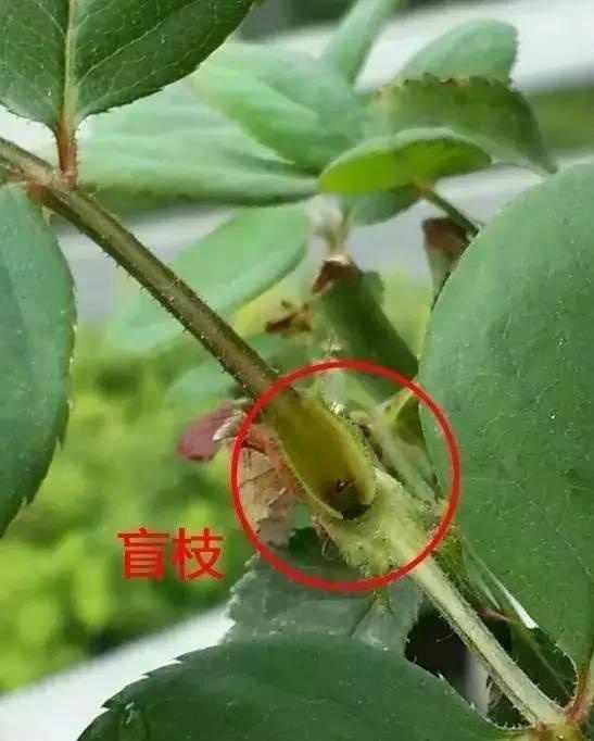 月季长出“一种芽”,赶紧掐掉它,长的越多,越难开花,白费劲了