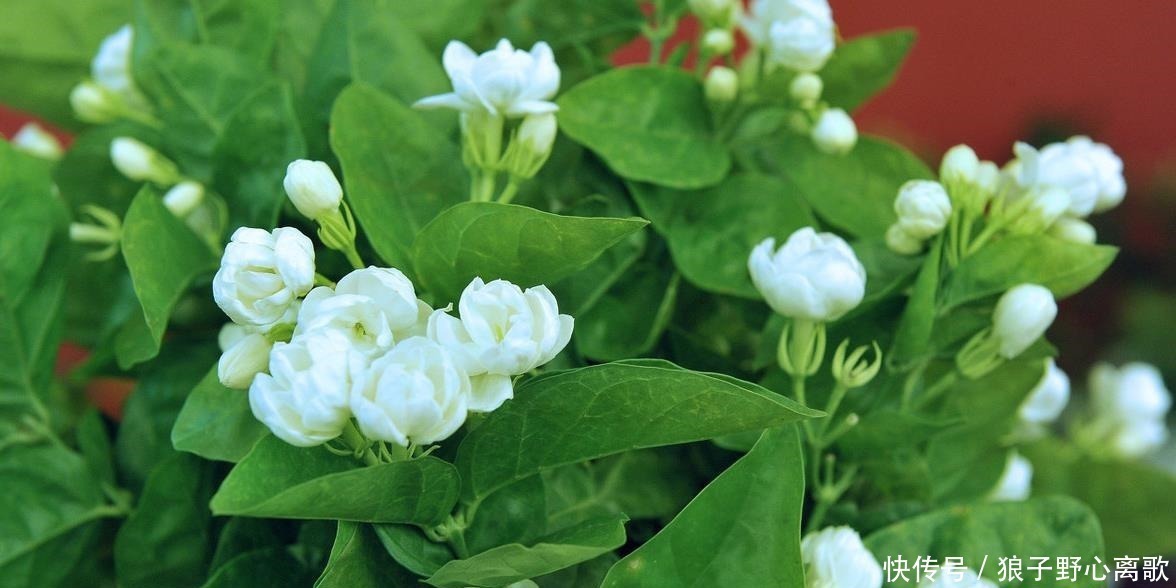 蚊子整晚嗡嗡叫,只需几个小方法,一觉安睡到天亮