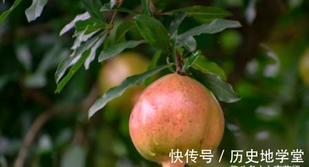 石榴皮|石榴全身都是宝,一个等于7味药,秋季多吃,生津、美容、护血管