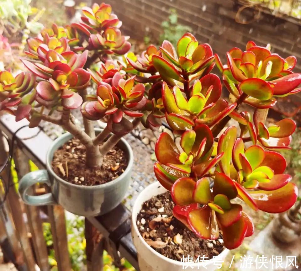 发财树|天气冷气温低,这些花要干养,少浇水才不易受冻和烂根