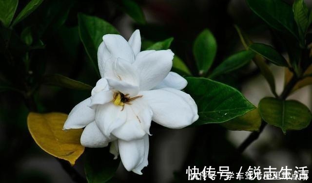 养花|磷酸二氢钾养花最常见的6个误区,难怪花草越长越差还不开花!
