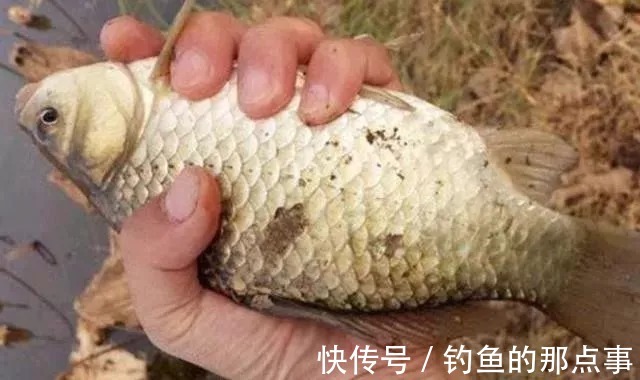 悄悄跟你说,蚯蚓钓鱼大有讲究,唯独这四个用法最关键,别外传