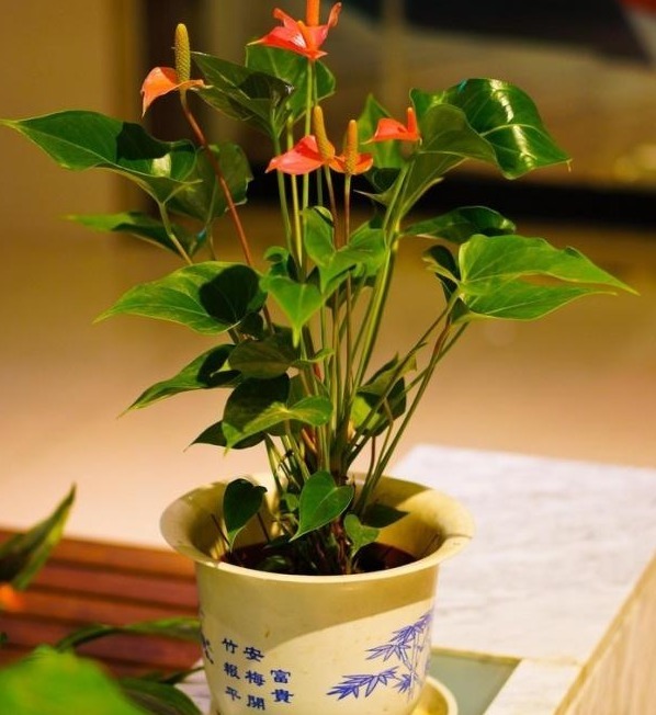 红掌黄叶不要慌，只需一步，叶子油亮如打蜡，花剑猛蹿开爆盆！