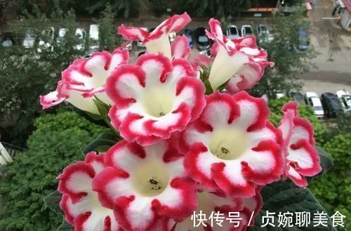 养花不如养这几款花,好养还爱开花,鲜艳漂亮,花开枝繁叶茂