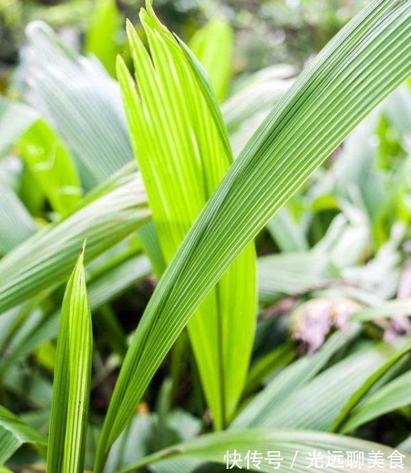 西洋参|“天然雄激素”终于被发现,男人没事吃两口,或许肾越来越健康