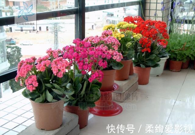 天竺葵|阳台适合养的“6种花”,花色丰富,花期长,一直赏花六个月