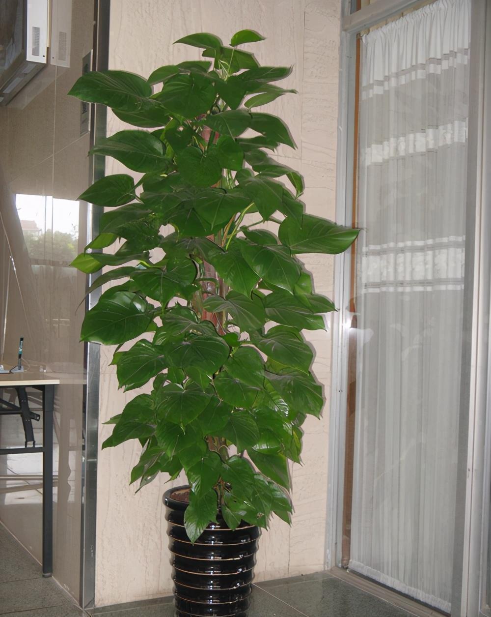 光照|5种“耐阴花”，养在北阳台上不见光，开花也很爆