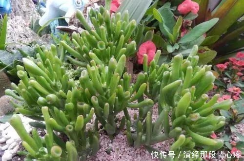 7元买的吸财树,养出“上千头”,老桩胳膊粗,比“珊瑚”还好看!