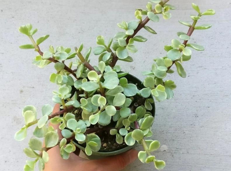 花盆|盆栽避开这3点，树马齿笕叶不黄不掉，很快就逆袭成金枝玉叶