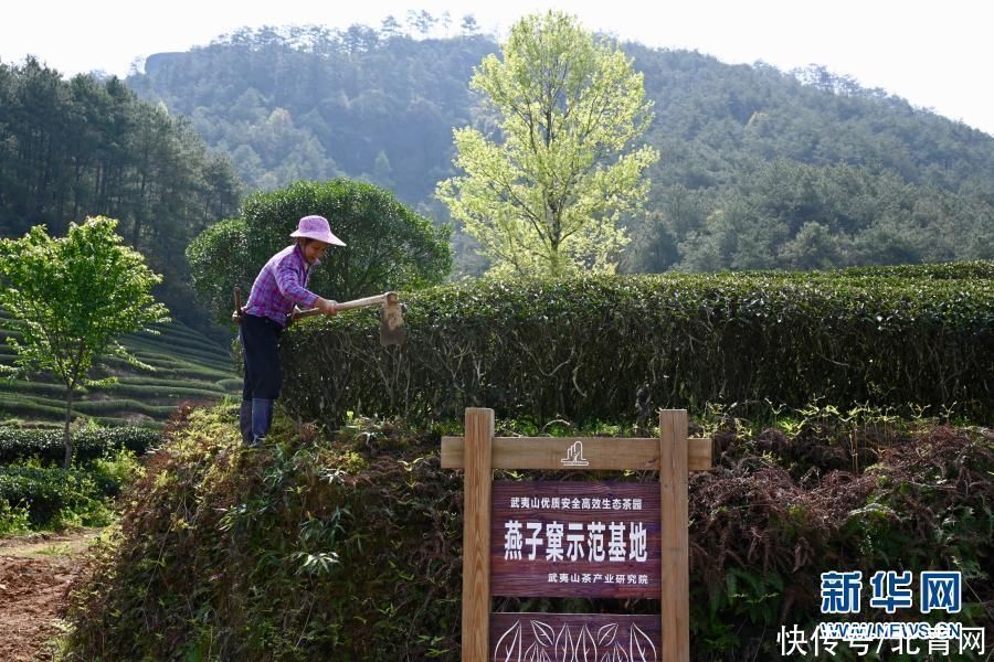 春染武夷茶园