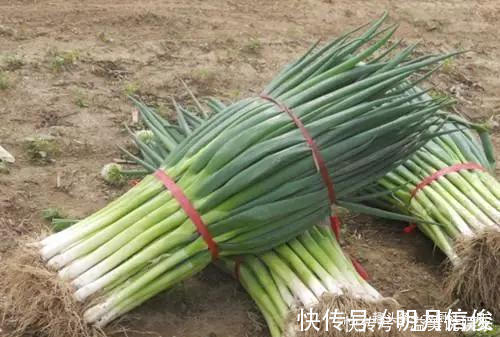 大葱|香葱买多了该如何保存菜农教你这一招,放半年香葱都不坏