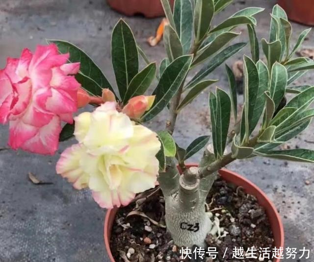 年底逛花卉市场,4种“耐养”花,建议安排起来!