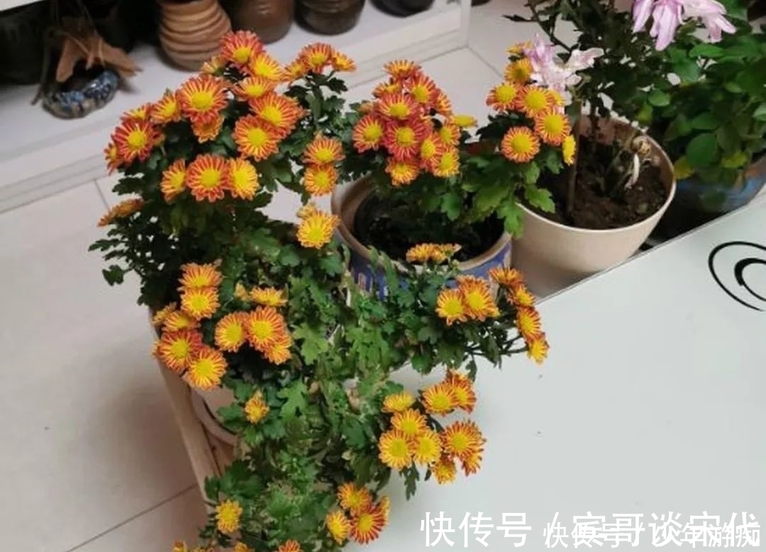 花园|养花技巧：客厅养一堆便宜花，一年四季开不停，没钱也能变花园！