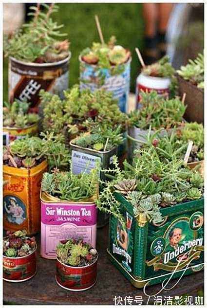 她从不买“花盆”，种出来的花却美的让人称赞，朋友都来向她学习