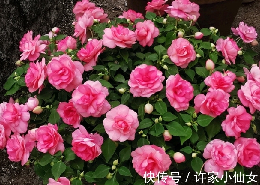 花香|最香的“4种花”，好养又漂亮，花香醉人，一养就上瘾