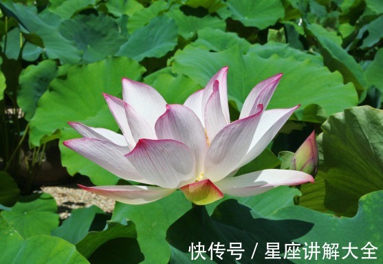 桃花|到了10月中旬，4属相吉星庇佑，事业进步，桃花朵朵，日子喜洋洋