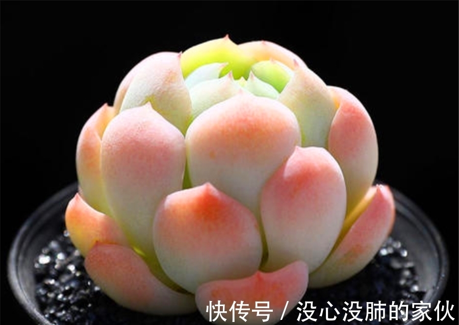 多肉中的“水晶包子”,爱群生爆头,晶莹剔透粉嫩可爱,适合新手