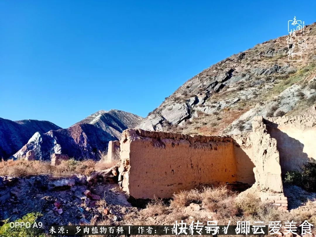 久在晴冬等雪来——北方阳台党的多肉成长历程!