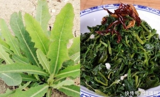 蒲公英|春季到农村挖野菜,这九种野菜可以吃而且营养价值高,你吃过几种