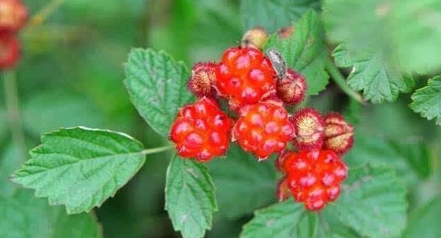 野莓|乡下没人吃的“养血果”，顶5个灵芝，防妇科病，补血，女性多食