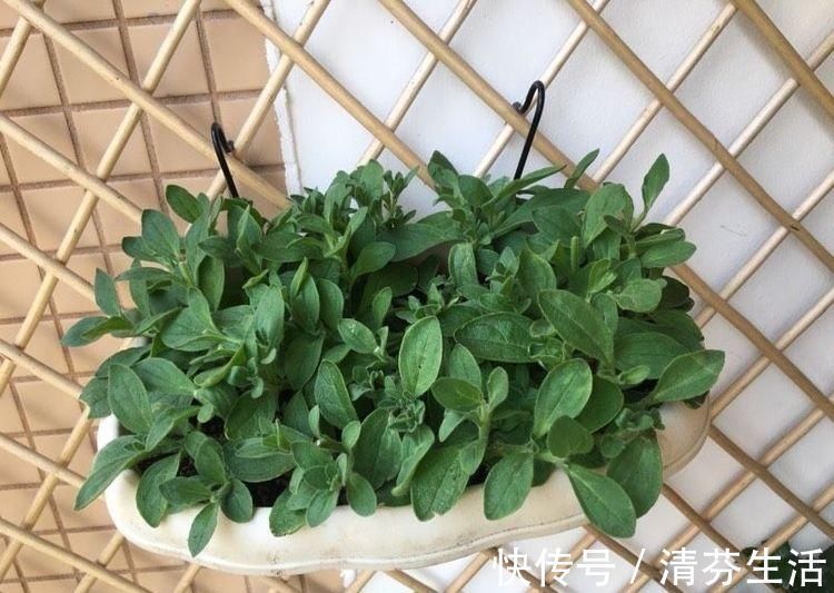 生长期|这6种花,要经常“摘心”,分枝多开花多,株形更丰满