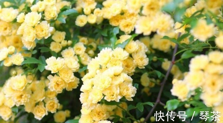 养花就养这几款,花开繁盛花香怡人,花朵粉嫩丰腴,绚丽夺目