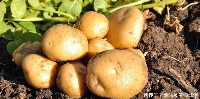 土豆|土豆去皮原来这么简单,现在才知道,教你一招,再也不用削皮了