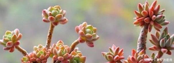 成活率|多肉叶插方式有几种?哪个成活率高?叶插时,需要注意什么?