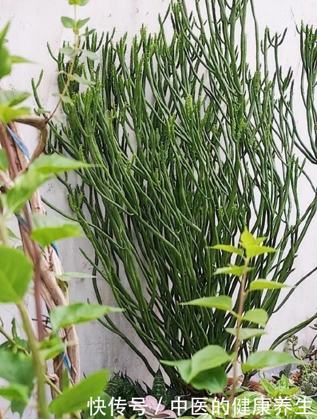 别养绿萝了,这20种耐阴植物,养在家里更合适!