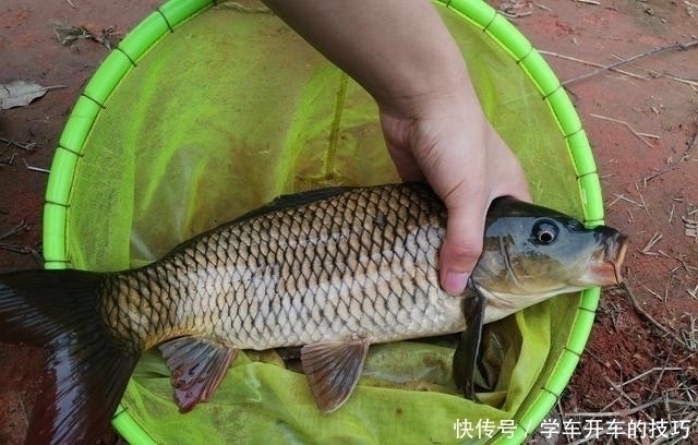 钓位|某些钓鱼人,请你自觉点,这些不齿之事难登大雅之堂,别再丢脸了