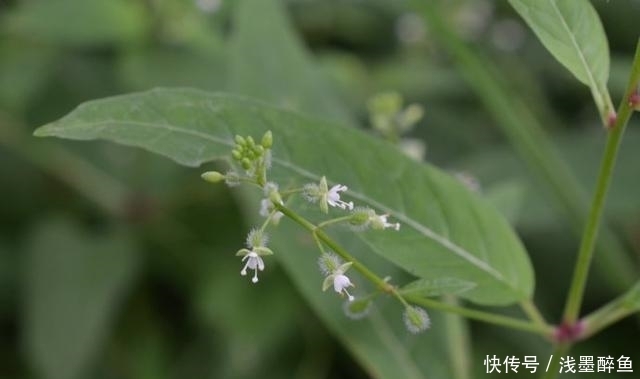 高山露珠草|在农村的石板上常见的一种草，它是天然的助眠利器！您认识?