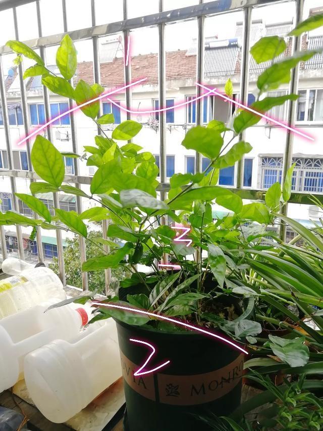 茉莉花徒长不开花老花匠新招数,修修剪,转转花盆,开花真不难