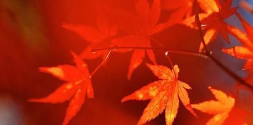 王叔文$刘禹锡被贬写了首诗,豁达豪气,短短四句通篇皆名句,激励无数人